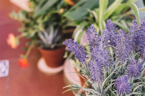 Free Photo | Plants on terrace