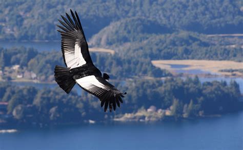 Meet the Andean Condor, the King of the Andes