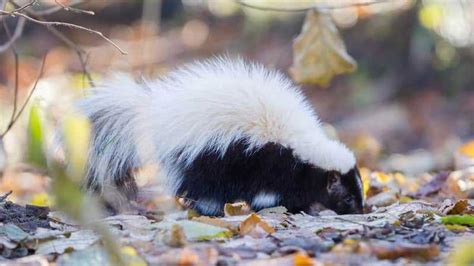 Types Of Skunks » Learn More in 2020 | Skunk, Skunk smell, White skunk