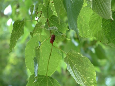 A Year With the Trees: Red Mulberry - Morus rubra