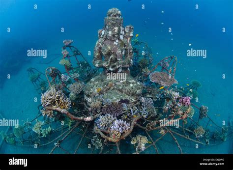 A purposely sunk goddess statue covered in hard corals, Biorock Project ...