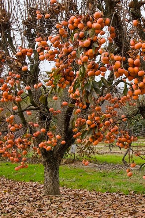 Buy Fuyu Japanese Persimmon Tree | FREE SHIPPING | Wilson Bros Gardens ...