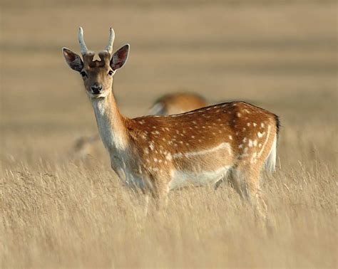 fallow deer Dull Colors, Muted Colors, Deer Pictures, Fallow Deer, Oh ...