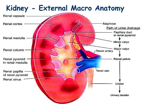 Kidneys Kidney External Macro | Renal physiology, Renal, Renal disease