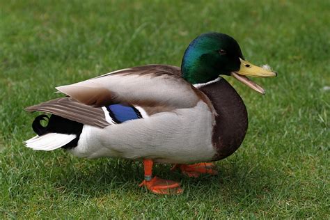 Los Patos Nos Invaden - Taringa!