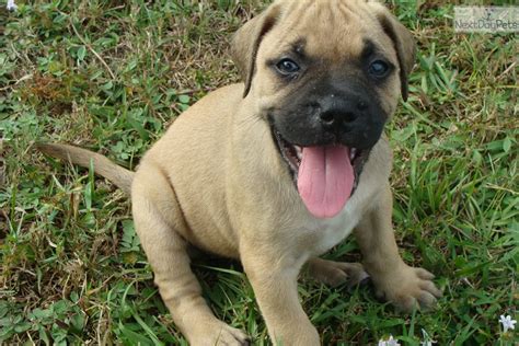 Bullmastiff puppy for sale near Ft Myers / SW Florida, Florida ...