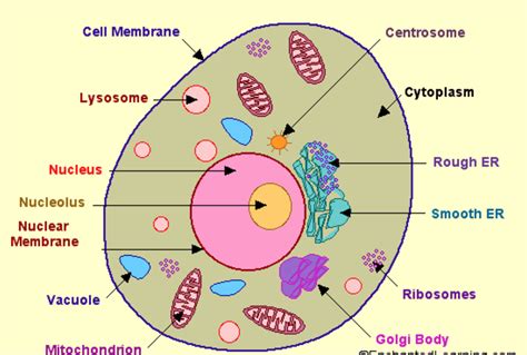 Structure of cell | Cell structure and functions, Class 8