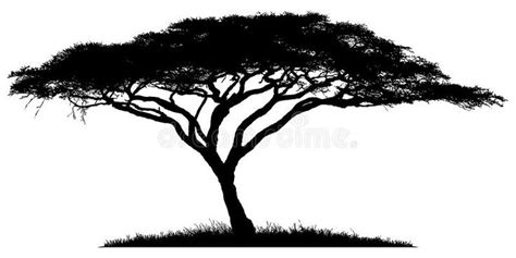 Silhouette of the tree-acacia. Silhouette of acacia wood-African ...