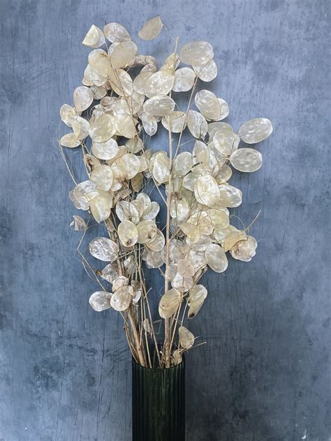 Dried Lunaria Honesty – DRIED Limited