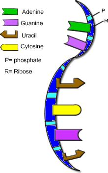 RNA Types & Functions - Molecular Genetics