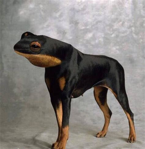 6 weird animal hybrids - China.org.cn