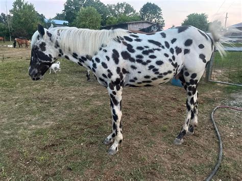 Leopard Appaloosa Stallion