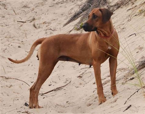 Kombai Dog - Bull Terrier of Tamil Nadu (COMBAI BREED GUIDE)