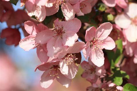 Spring Blossoms on Pink Crabapple Tree – Photos Public Domain