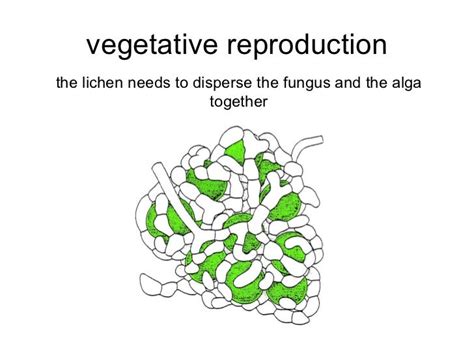 Introduction To Lichens - Lasw