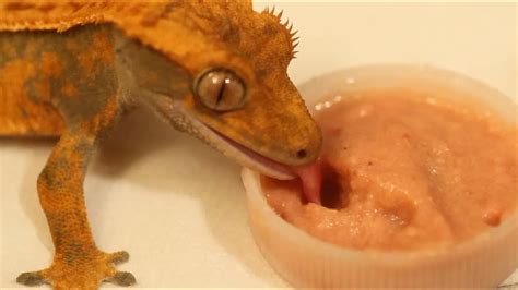 What My Crested Gecko Eats! - YouTube