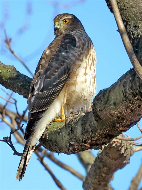 Cooper's Hawk Bird - Profile | Facts | Size | Juvenile | Diet ...