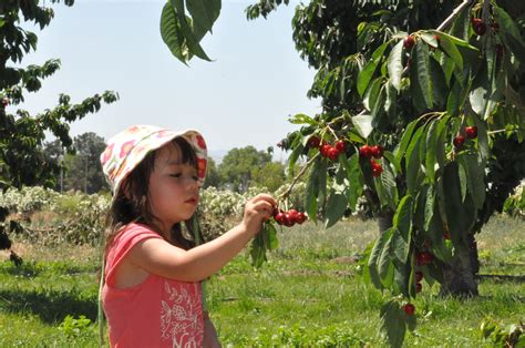 Maya and Luca's World: Cherry picking at U-pick Farm in Gilroy