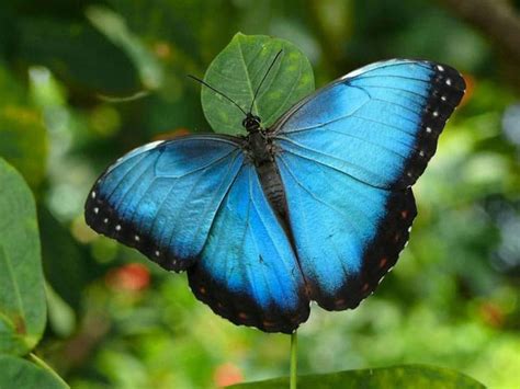 Stunning Blue Butterflies From Around The World - Australian Butterfly ...