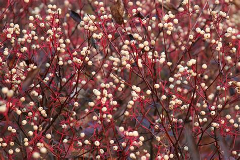 Red Osier Dogwood