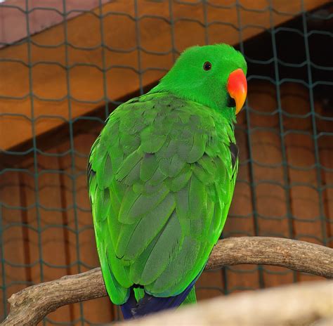 1920x1080 wallpaper | green parrot with red beak | Peakpx