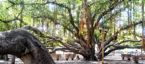 Why Is The Banyan Tree In Maui So Important? – GoneTrending