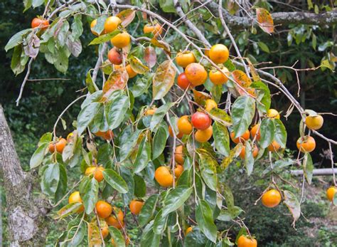 Persimmon Tree - Minneopa Orchards