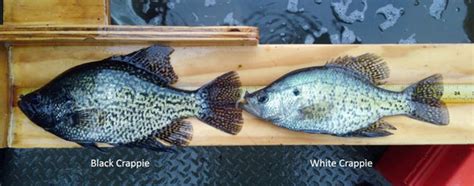 DNR: Fish & Wildlife: Crappie Fishing