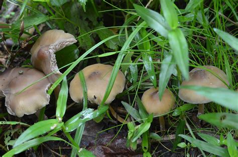 Some pretty interesting North GA caerulescens - Mushroom Hunting and ...