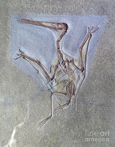 Pterodactyl Kochi Fossil Photograph by Natural History Museum, London ...