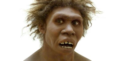 Human ancestor Homo erectus had the stocky chest of a Neanderthal ...