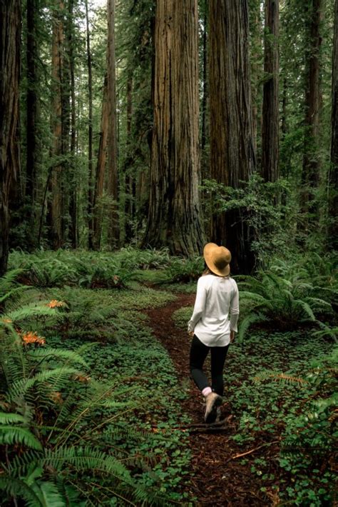 9 (Ancient) Hikes at REDWOOD NATIONAL PARK You Can't Miss