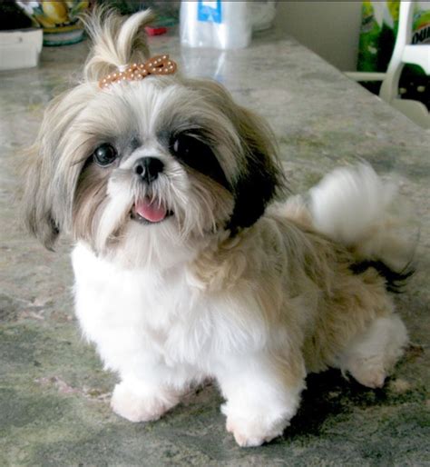 Teddy bear cut | Shih tzu puppy, Shih tzu haircuts, Shih tzu dog