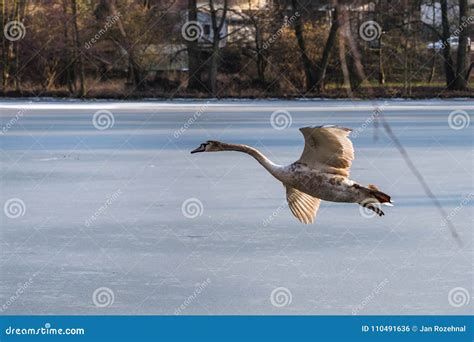 A Young Grey Mute Swan Flying Around Over a Frozen Lake Stock Photo ...