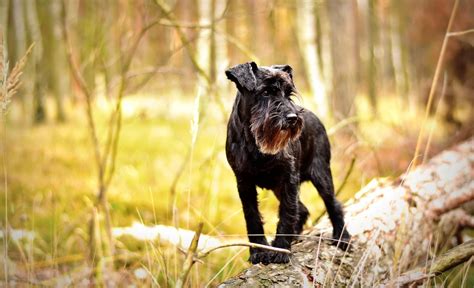 Can A Miniature Schnauzer And A Patterdale Terrier Be Friends