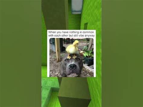 Cutest Pet Memes! - YouTube