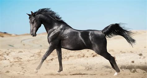 307 Arabian Horse Names Echoing Desert Legends - Animal Hype