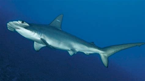 Hammerhead shark twin means species is rarer than formerly thought ...