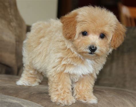 Maltipoo Teacup, Maltipoo Puppy, Havanese Puppies, Poodle Puppy, Cute ...