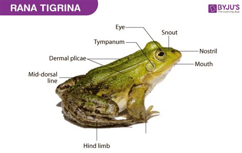 Morphology & Anatomy of Frogs-Internal and External Features