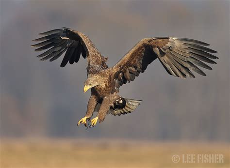 EAGLE SWOOP | Eagle, White tailed eagle, Birds of prey