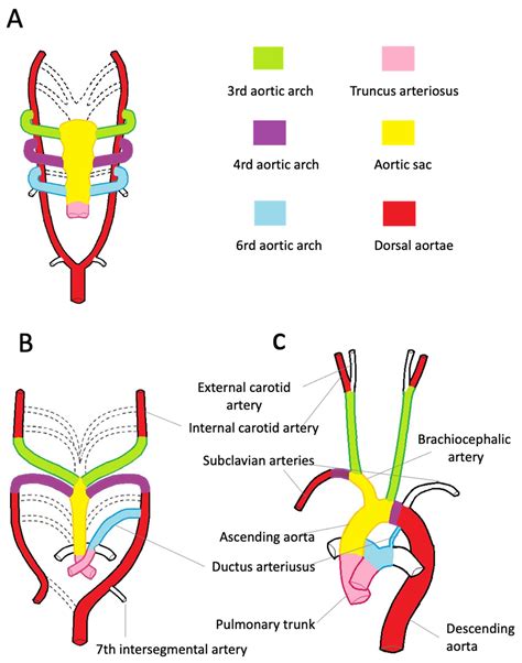 Diagnostics | Free Full-Text | Thoracic Aorta: Anatomy and Pathology