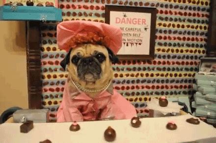 Pug GIFs - Get the best GIF on GIPHY