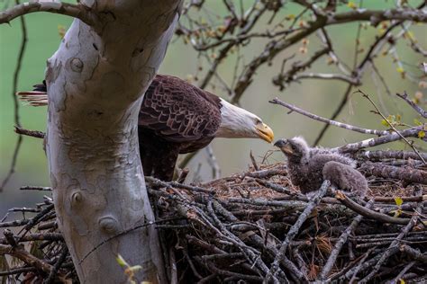 Eagle feeding eaglet | A & R Photography | Flickr