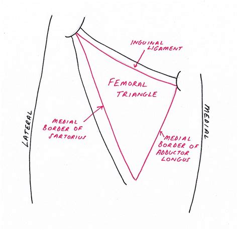 Lower Limb Anatomy: The Femoral Triangle - Pondering EM