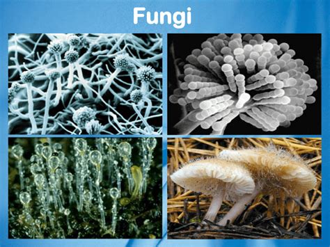 Importance of Kingdom Fungi