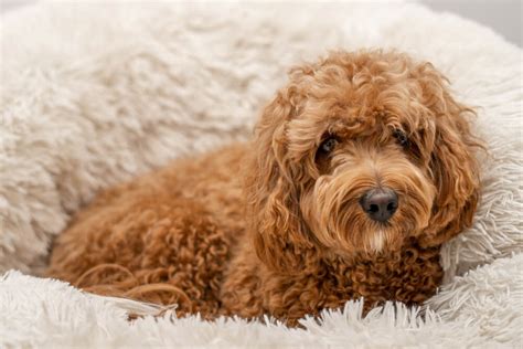 Cute Cavapoo Puppies For Sale In SG (January 2025 Updated)