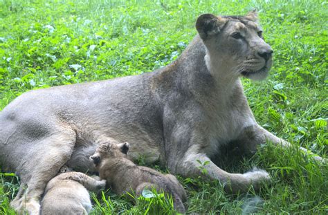 2016 07 PZ Asiatic lion cubs 1 – We Are South Devon