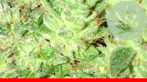 Gg4 - All About This Strain - YouTube