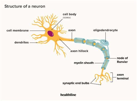 Describe the Basic Structure of a Neuron